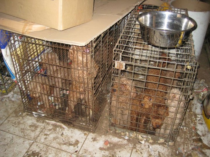 puppy factory